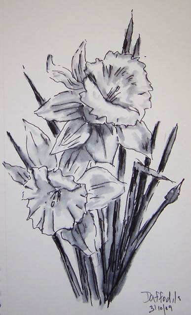 52-daffodils