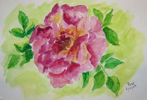 53-pink-rose