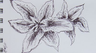 Drawing-Lillies-1-20