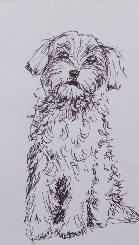 Drawing-Poodle Doodle-1-7-10